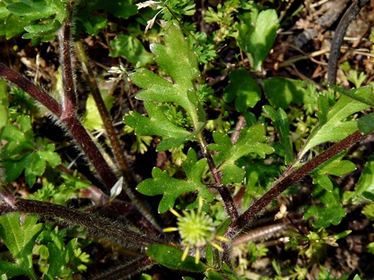 {Ranunculus sardous}